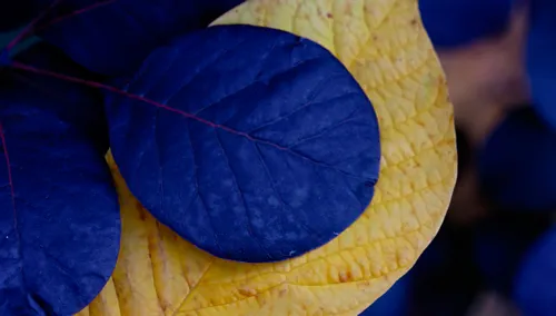 Royal Purple Smoke bush tree on Autumn